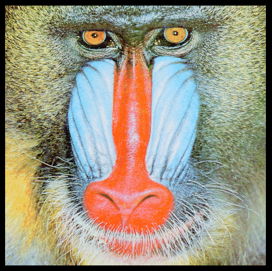 [the infamous mandrill picture]